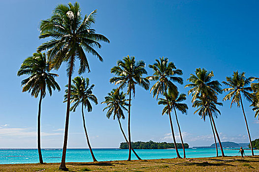 棕榈树,港口,岛屿,瓦努阿图,南太平洋