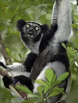 东方,马达加斯加,狐猴,站立,高,尾部,看,熊猫,推动,空气,宽阔