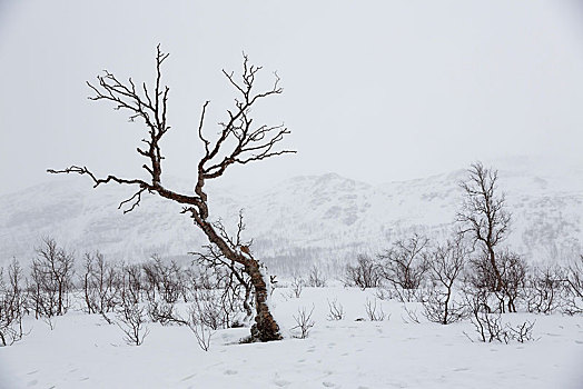 积雪,冬季风景,桦树,桦属,道路,特罗姆瑟,特罗姆斯,挪威,欧洲