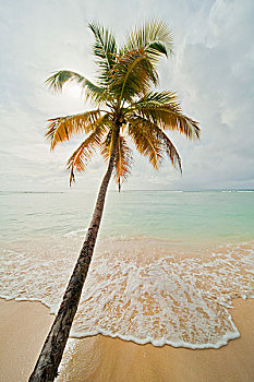 棕榈树,海洋,多巴哥岛