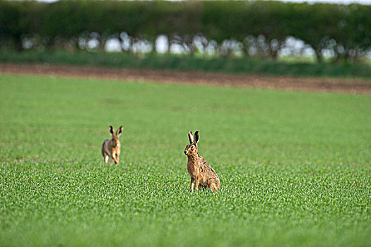 褐色,野兔,欧洲野兔,春天,诺福克,英格兰,英国,欧洲