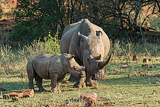 幼兽,白犀牛,南非,非洲
