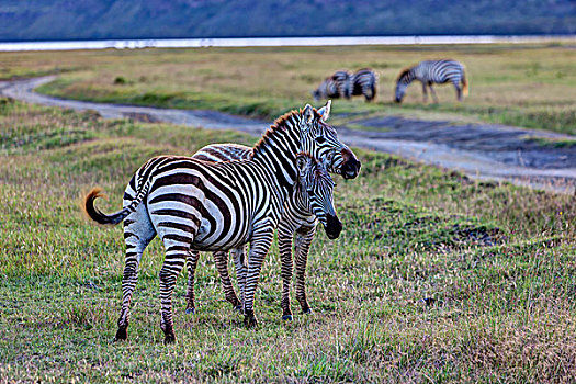 两个,玩耍,斑马,马,纳库鲁湖国家公园,肯尼亚,东非,非洲