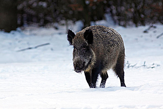 野猪,播种,冬天,雪,遮盖,树林
