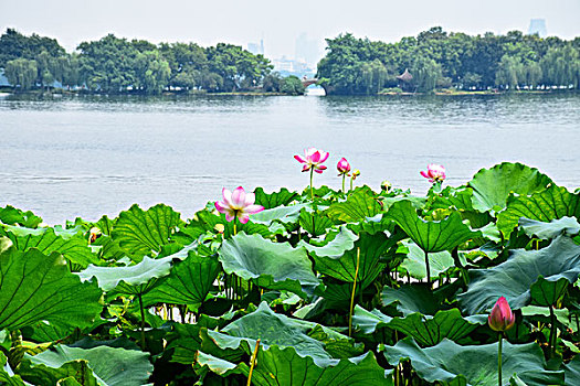 杭州西湖风光荷花