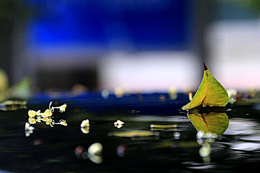 雨中桂花