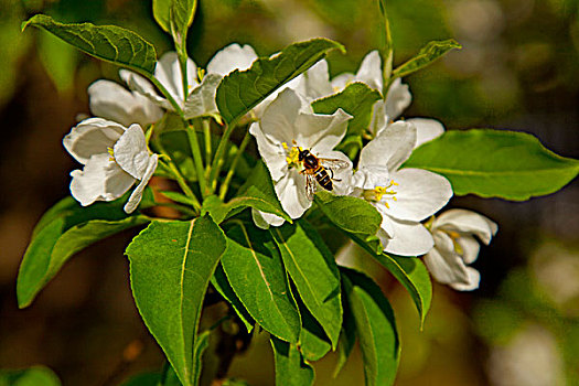 白色的海棠花和勤劳的蜜蜂