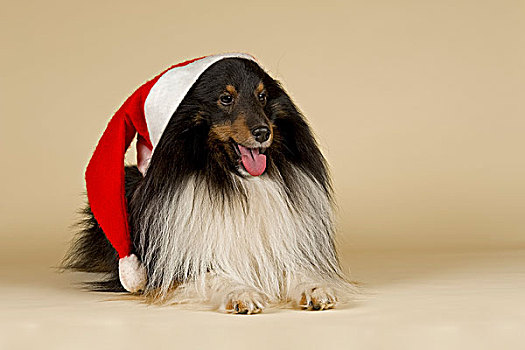 喜乐蒂犬,穿,圣诞帽