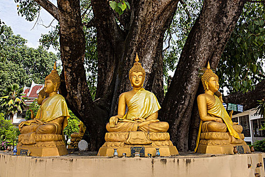 佛像,树,寺院,庙宇,乌龙面,泰国,亚洲