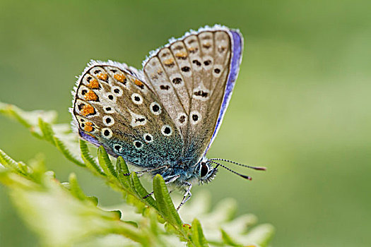 普通,蓝色,蝴蝶,雄性,晒太阳,欧洲蕨,叶状体,南威尔士,英国,欧洲