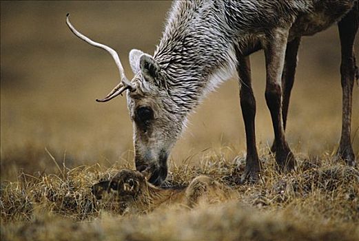 北美驯鹿,驯鹿属,豪猪,牧群,母兽,诞生,幼兽,北极国家野生动物保护区,阿拉斯加