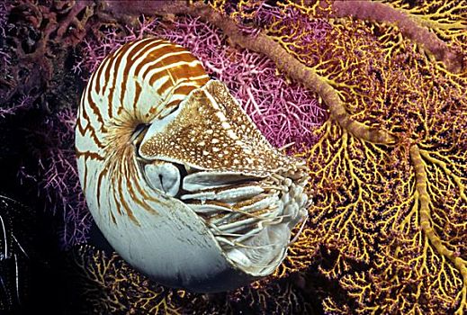 印度尼西亚,鹦鹉螺