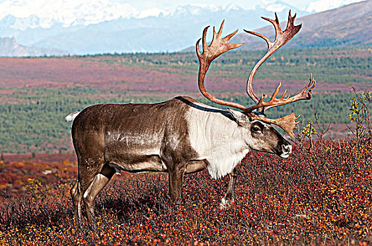 驯鹿属,雄性动物,秋天,苔原,德纳里峰国家公园,阿拉斯加,美国