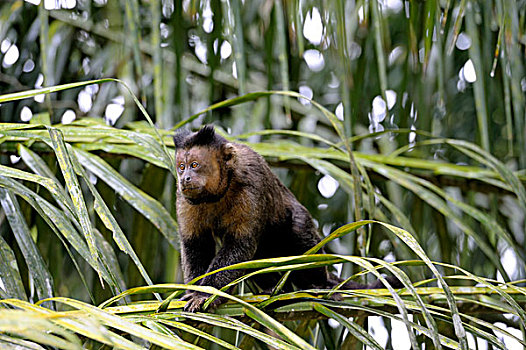 巴西,里约热内卢,植物园,褐色,黑帽悬猴,猴子,棕色卷尾猴