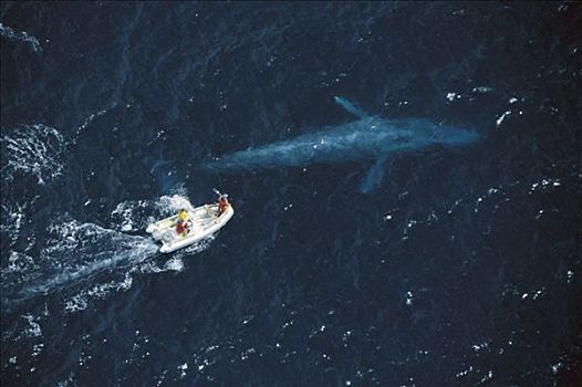 蓝鲸,研究人员,朋友,卫星,标签,鲸,加利福尼亚