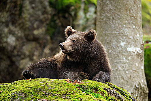 欧洲,棕熊,熊,小动物,秋天,休息,巴伐利亚森林国家公园,德国