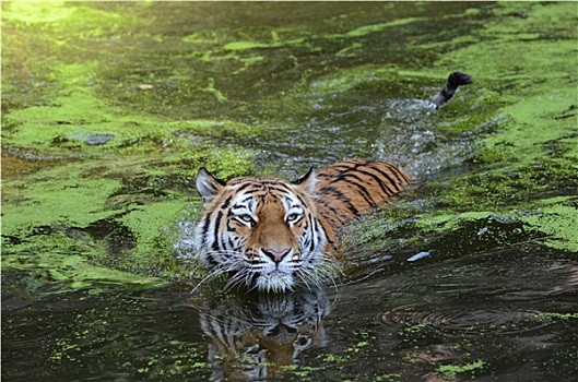 虎,水