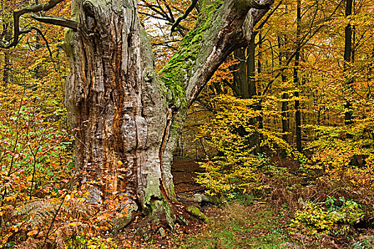 橡树,栎属,秋天,原始,树林,北方,黑森州,德国,欧洲