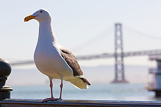 旧金山,海鸥,海湾大桥,码头,加利福尼亚
