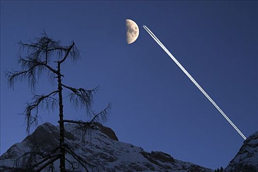 枯木,飞机,凝结尾迹,月亮,晚上,天空,巴伐利亚,德国