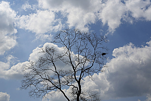 树,鸟巢,云,蓝天