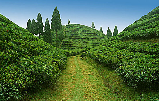 茶,花园,途中,大吉岭,西孟加拉,印度,十二月,2005年