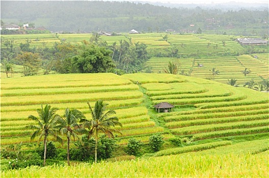 稻米,巴厘岛