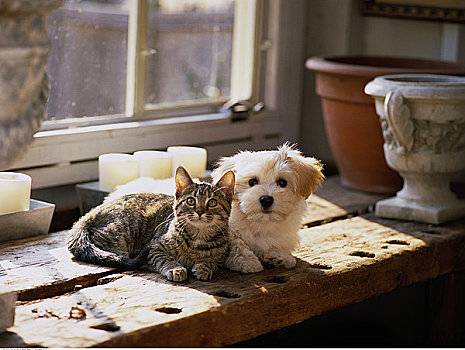 肖像,小狗,小猫,靠近,窗户