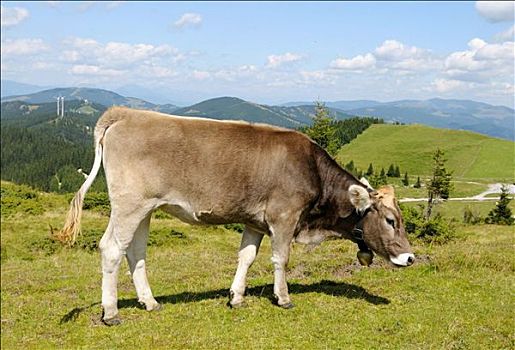 母牛,放牧,施蒂里亚,奥地利,侧面