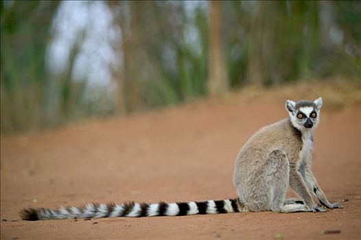 节尾狐猴,狐猴,坐,尾部,伸展,脆弱,贝伦提私人保护区,马达加斯加
