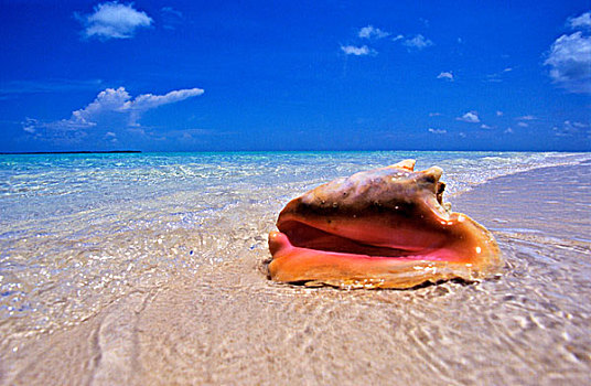 贝壳,边缘,质朴,海滩,室外,岛屿,巴哈马