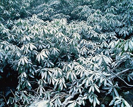 杜鹃花属植物,灌木,大烟山国家公园,田纳西,美国