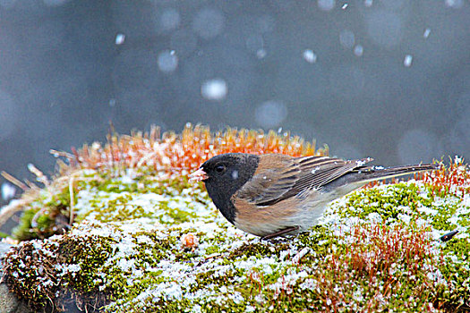 俄勒冈,小鸟,林中地面,普通,北美,雪,阵雨