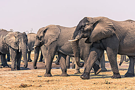 博茨瓦纳,乔贝国家公园,萨维提,大象,非洲象,喝,水潭
