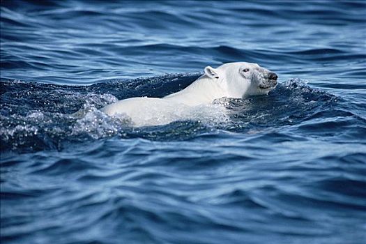 北极熊,游泳