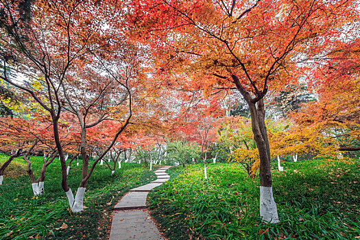 公园秋色,红枫树林,南京雨花台