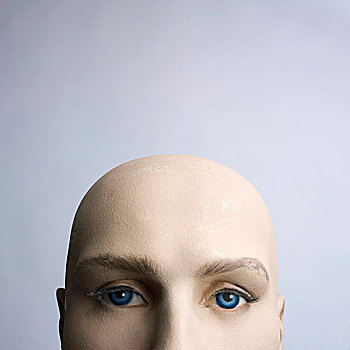头部,人体模型