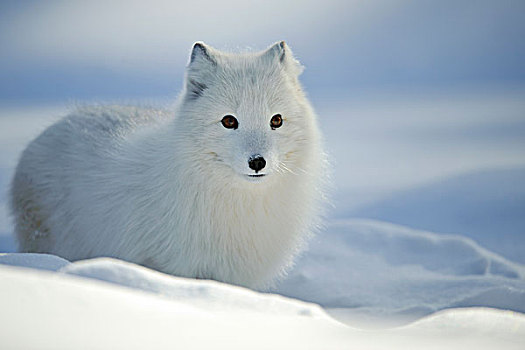 北极狐,雪中,挪威