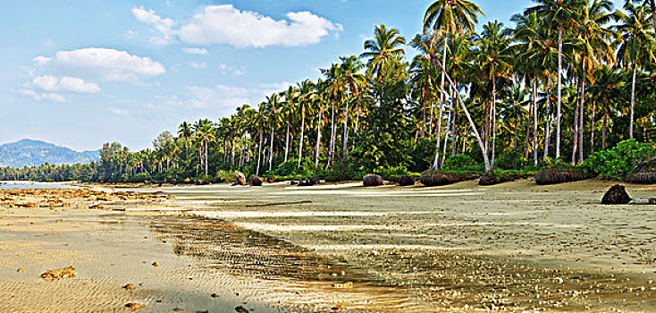 热带沙滩,棕榈树,退潮