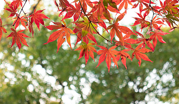 红色枫叶秋季