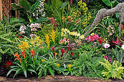 花园,开花,异域风情,植物,圣地亚哥,加利福尼亚,美国