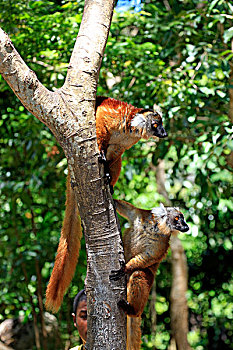 黑狐猴,一对,诺西空巴,马达加斯加,非洲