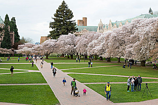 西雅图,樱桃树,开花,华盛顿大学