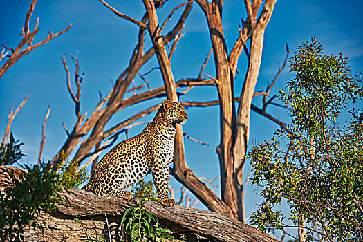 雌性,豹,奥卡万戈三角洲,博茨瓦纳,南非,非洲