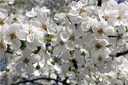 枝条,花