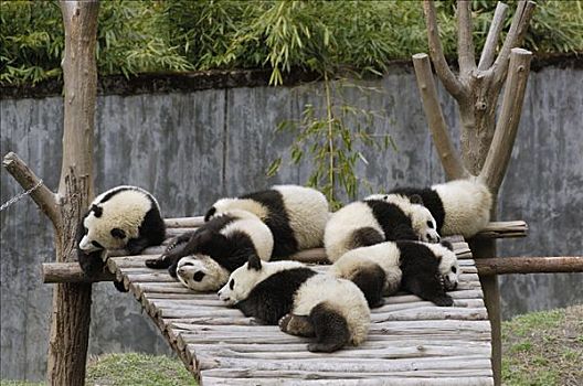 大熊猫,幼兽,睡觉,卧龙自然保护区,中国