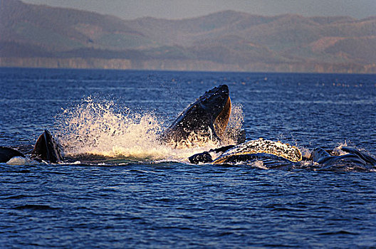 驼背鲸,大翅鲸属,鲸鱼,群,吃,磷虾,水面,阿拉斯加