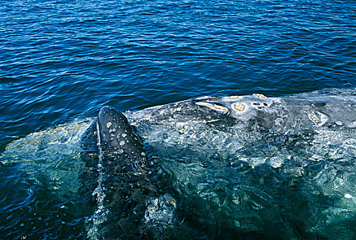 墨西哥,下加利福尼亚州,泻湖,灰鲸,幼兽