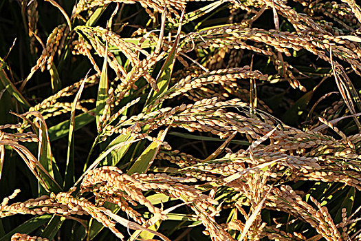 水稻田里的水稻