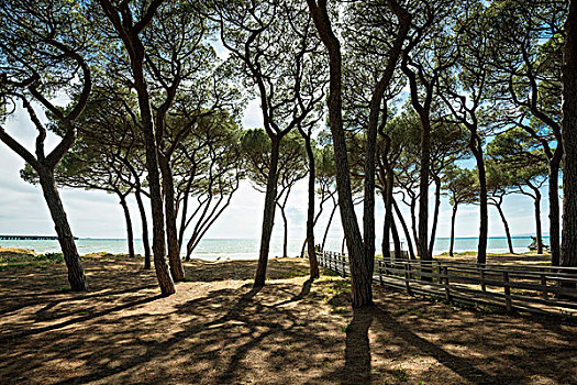 松树,海滩,里窝那,省,托斯卡纳,意大利,欧洲